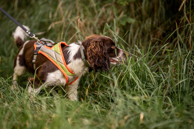 Ein Artenspürhund sucht im Gras nach Tieren.